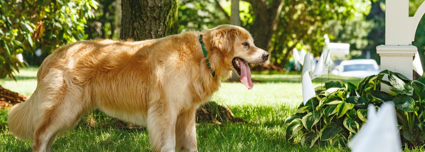 DogWatch of Spokane and Northern Idaho, Spokane, Washington | Outdoor Hidden Dog Fences Slider Image